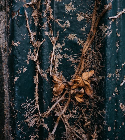 무료 갈색 잎, 수직 쐈어, 오버 헤드 샷의 무료 스톡 사진