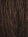 A Close-Up Shot of Thin Branches