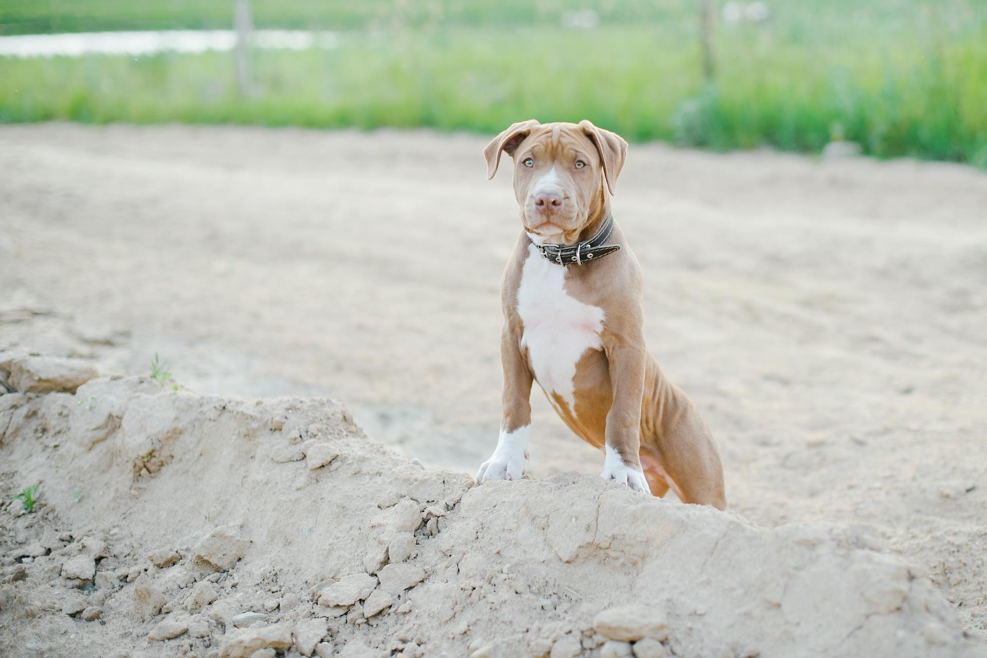 Een pitbull met een halsband