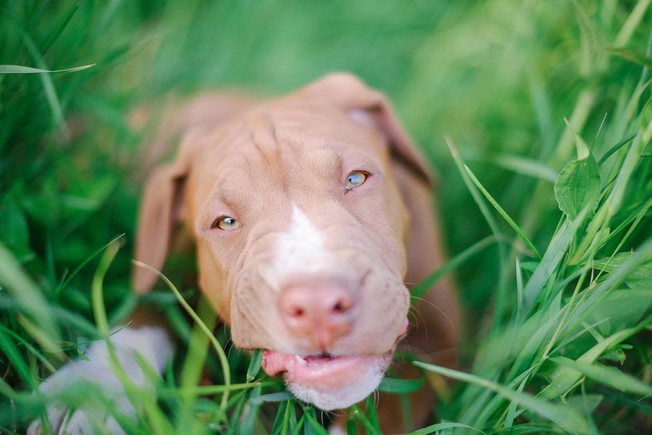 A close-up of a pitbull puppy playing in vibrant green grass outdoors, showcasing its playful nature.