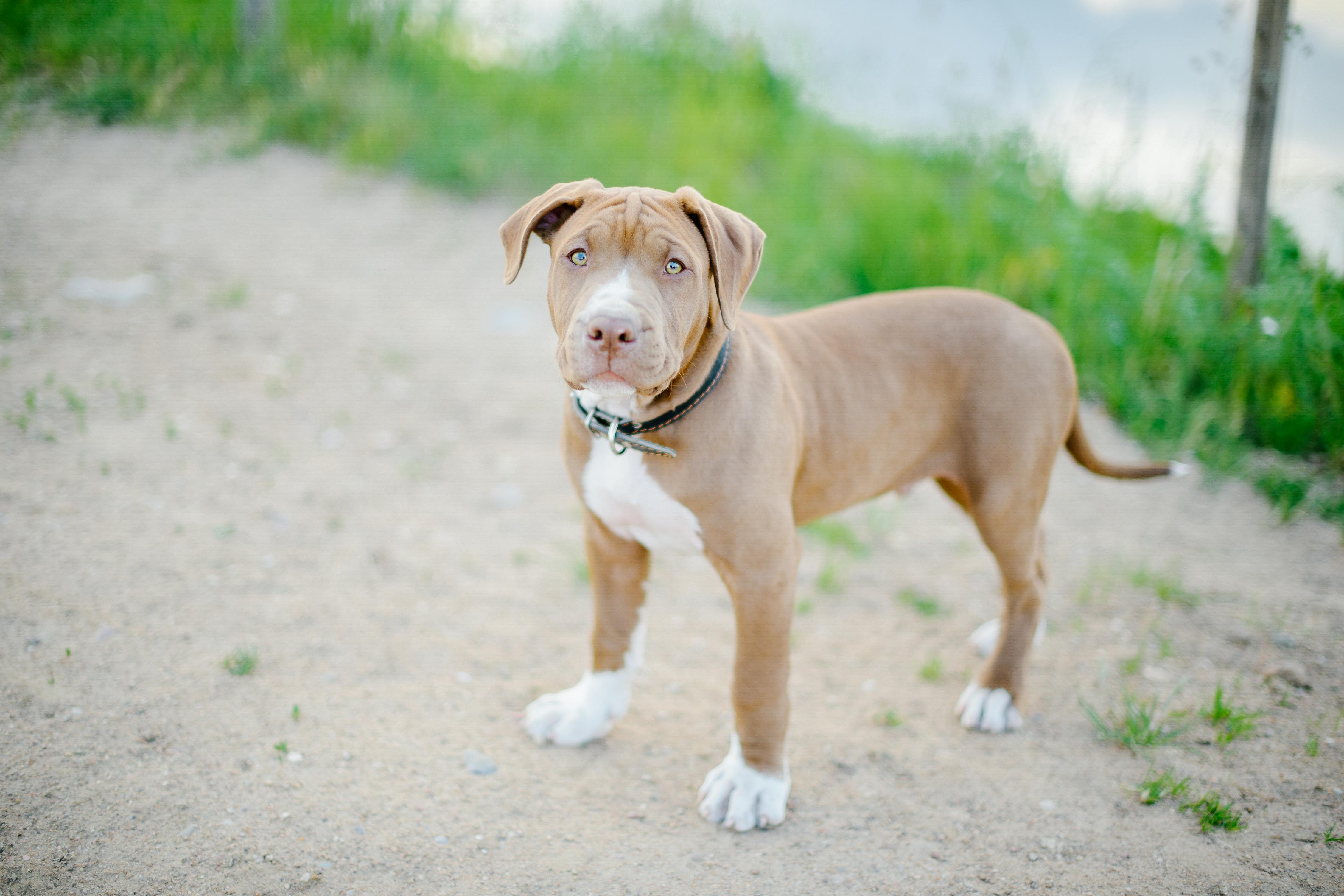 Pitbull Photos, Download The BEST Free Pitbull Stock Photos & HD Images