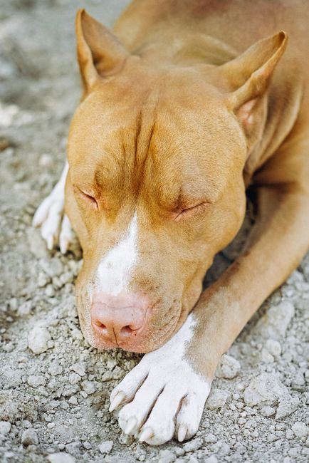 A pitbull dog peacefully sleeping on gravel, showcasing calm and tranquility.