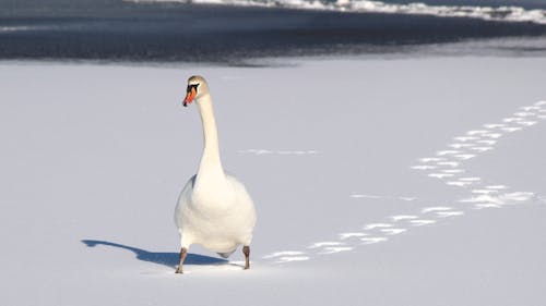 Anatra Bianca Sulla Sabbia Bianca