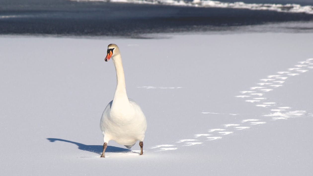 Ücretsiz Beyaz Kum üzerinde Beyaz ördek Stok Fotoğraflar