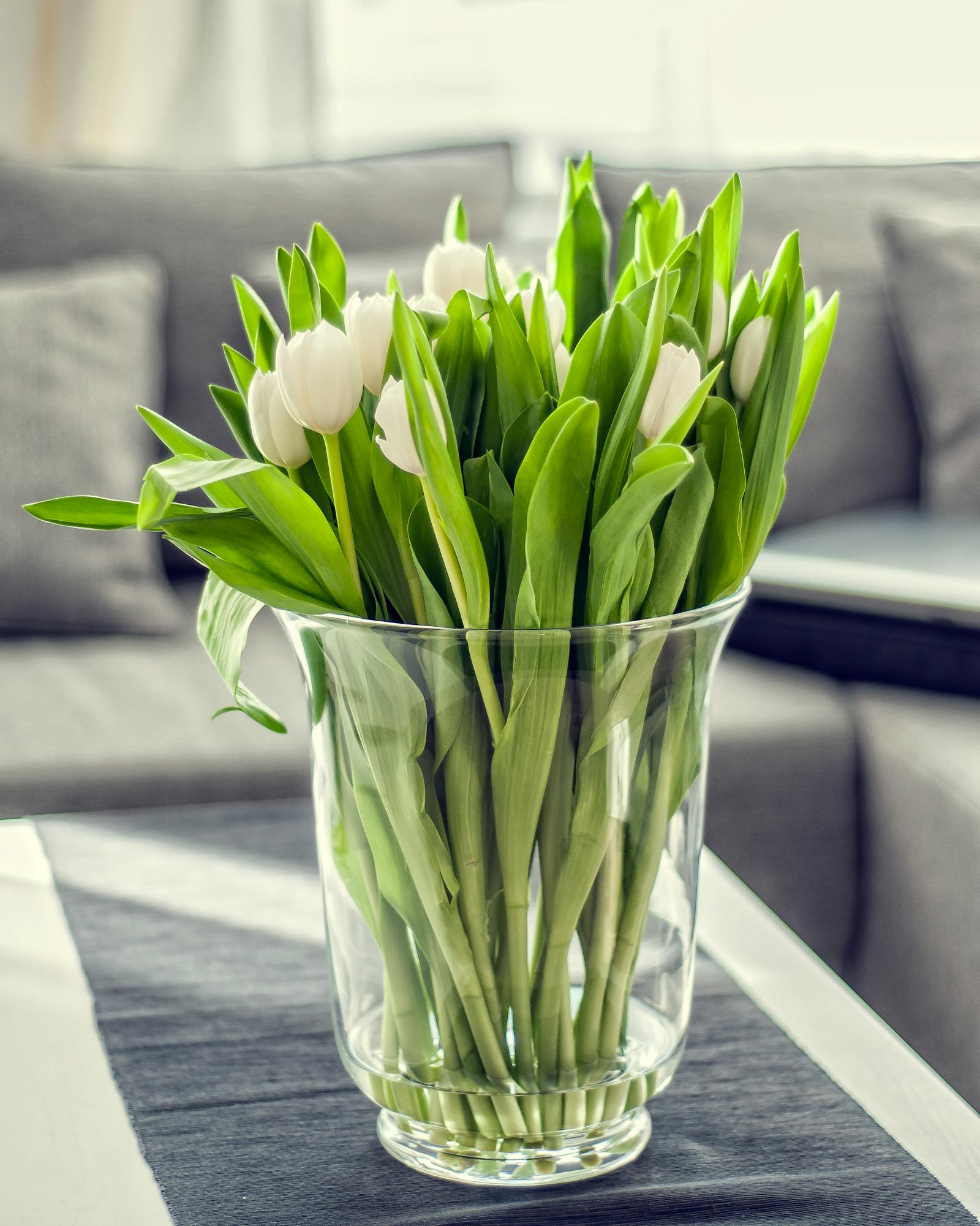 Tulipanes blancos a domicilio| Comprar tulipanes blancos a granel