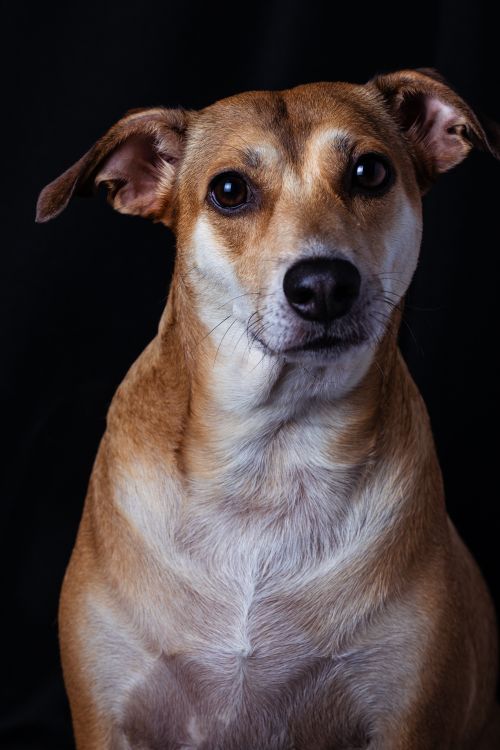 Free Close-up portrait of a brown and white dog looking at the camera against a black background. Stock Photo