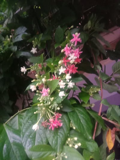 До процедуры