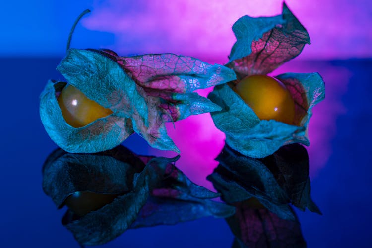 Mellow Fruits Of Physalis Plant On Table