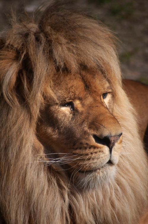 Free Strong lion with brown mane and whiskers looking away in zoological garden on blurred background Stock Photo