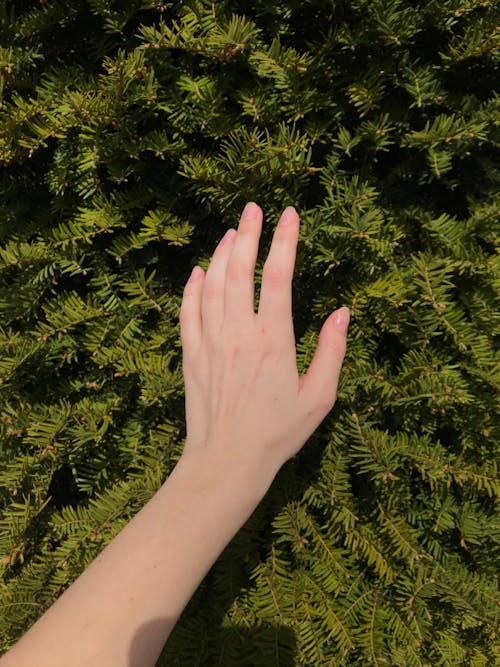 Free Woman touching branches of coniferous plant Stock Photo