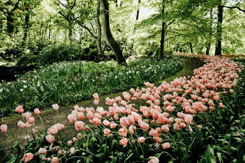 Pink Tulips Beside a Pathway