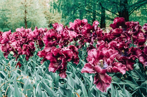 붉은 꽃, 식물군, 앵무새 튤립의 무료 스톡 사진