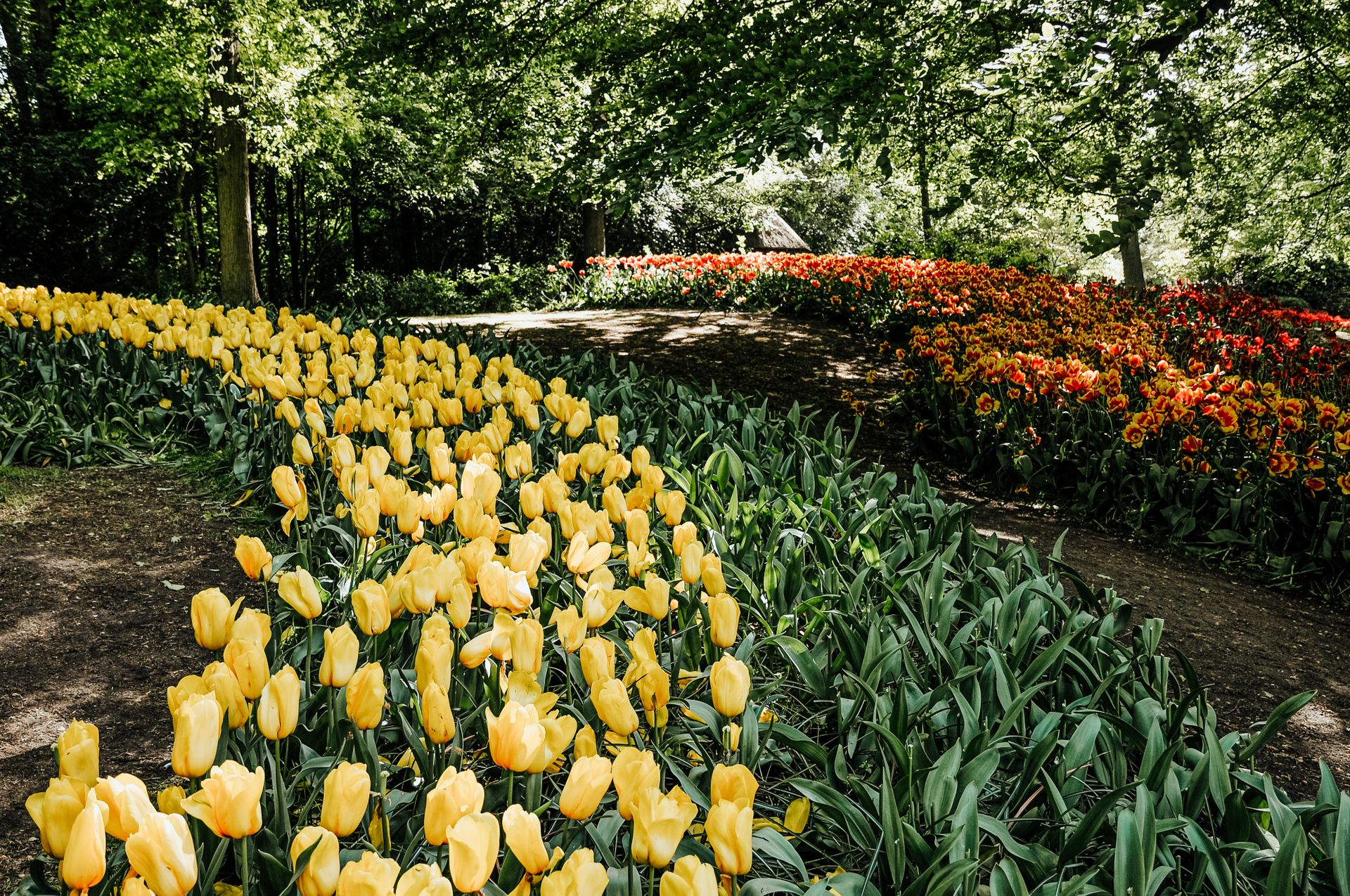 A vibrant display of yellow and red tulips along a winding garden path in springtime, under lush green trees.