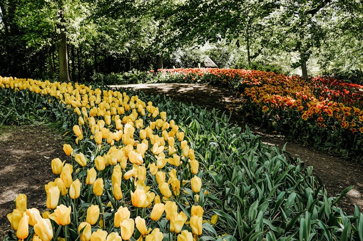 Yellow And Red Tulips Along The Path In The Park