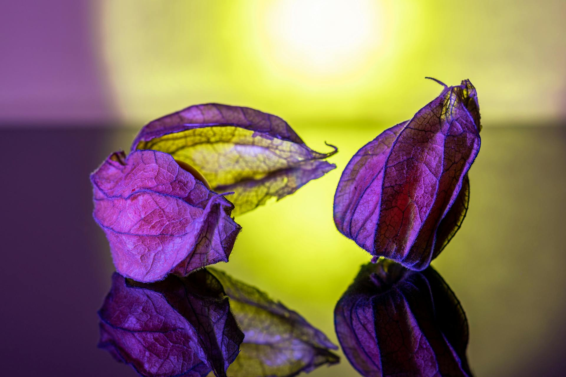 Unpeeled physalis fruits on table under yellow violet light