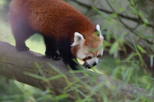 Close Up Shot of a Red Panda