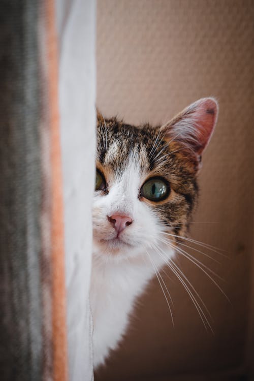 Foto profissional grátis de animal, animal de estimação, bigodes de gato