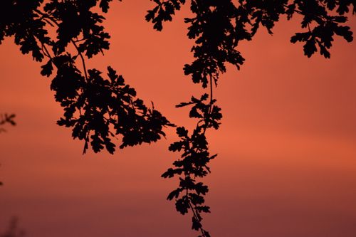 Free stock photo of dramatic sky, forest Stock Photo