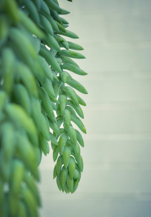 Green bunches of Sedum morganianum on white background