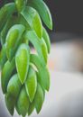 Closeup of fresh exotic Sedum morganianum bunch with pointed leaves placed against blurred background