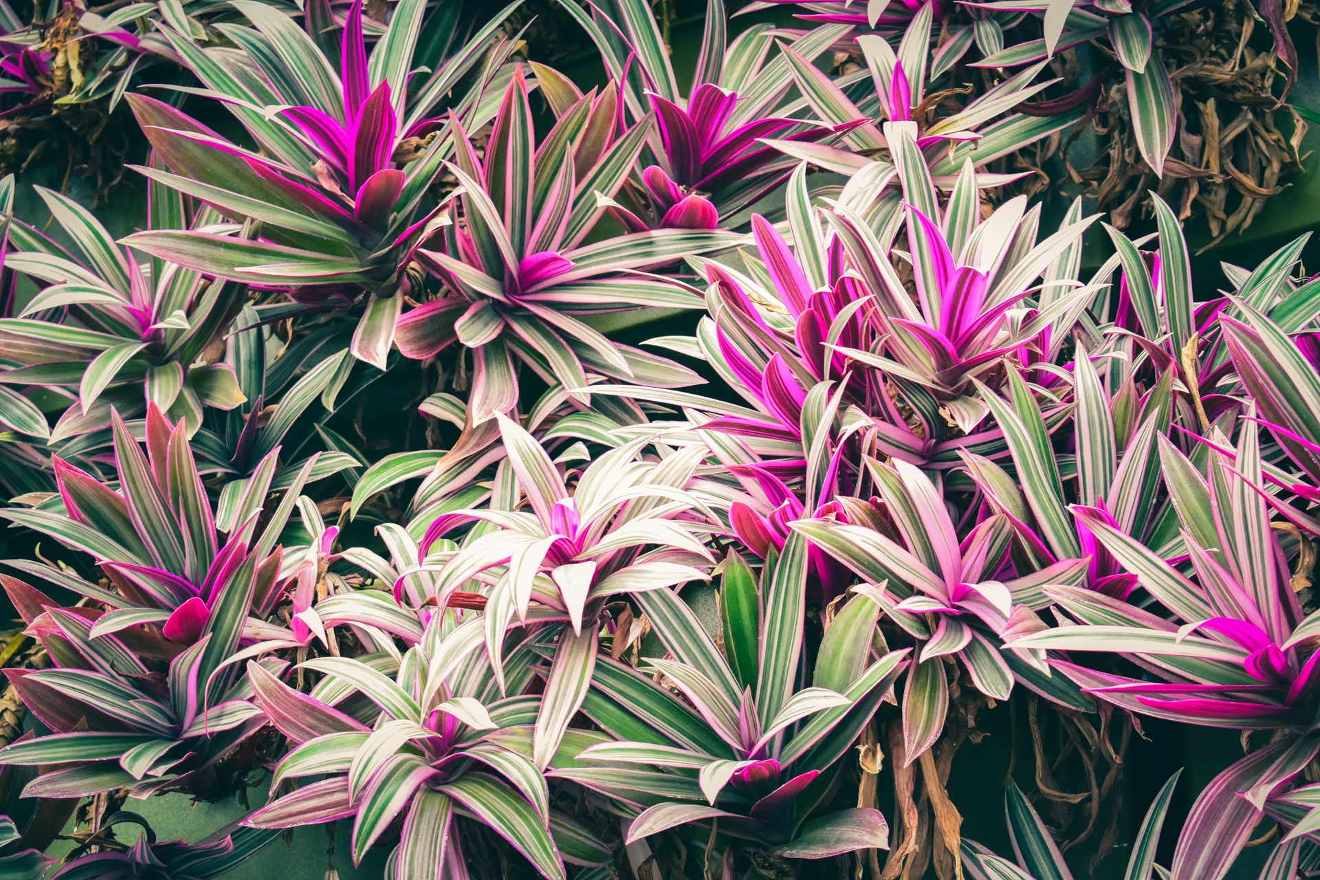 Vibrant Wandering Jew plants with pink and green foliage in a lush garden setting.