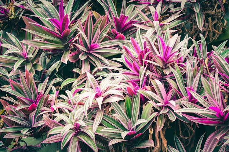 Bright Thickets Of Cordyline Fruticosa Plant