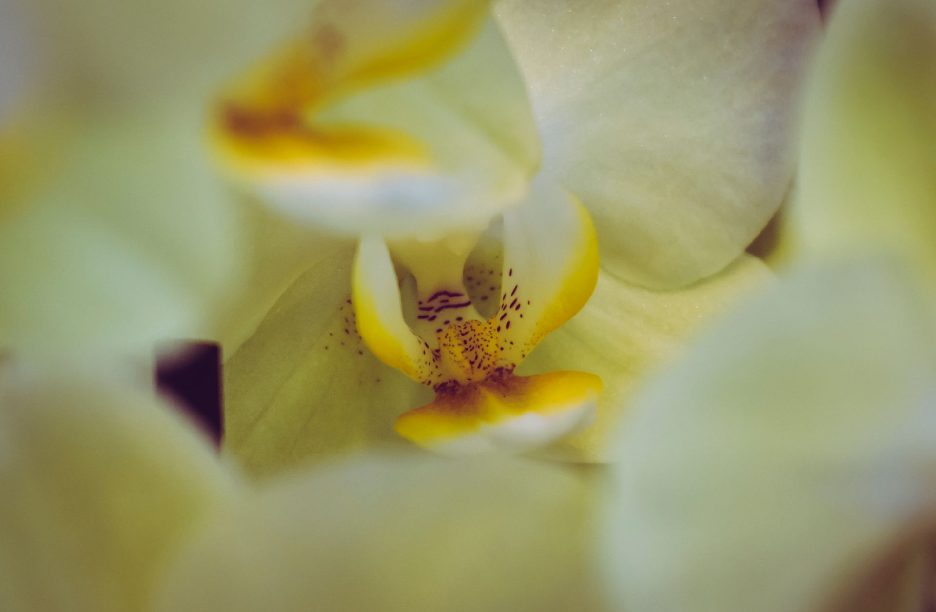 Macro shot of fragile blooming burgeon of Moth Orchid plant with spotted pestle visible in space of blurred petals of flowers