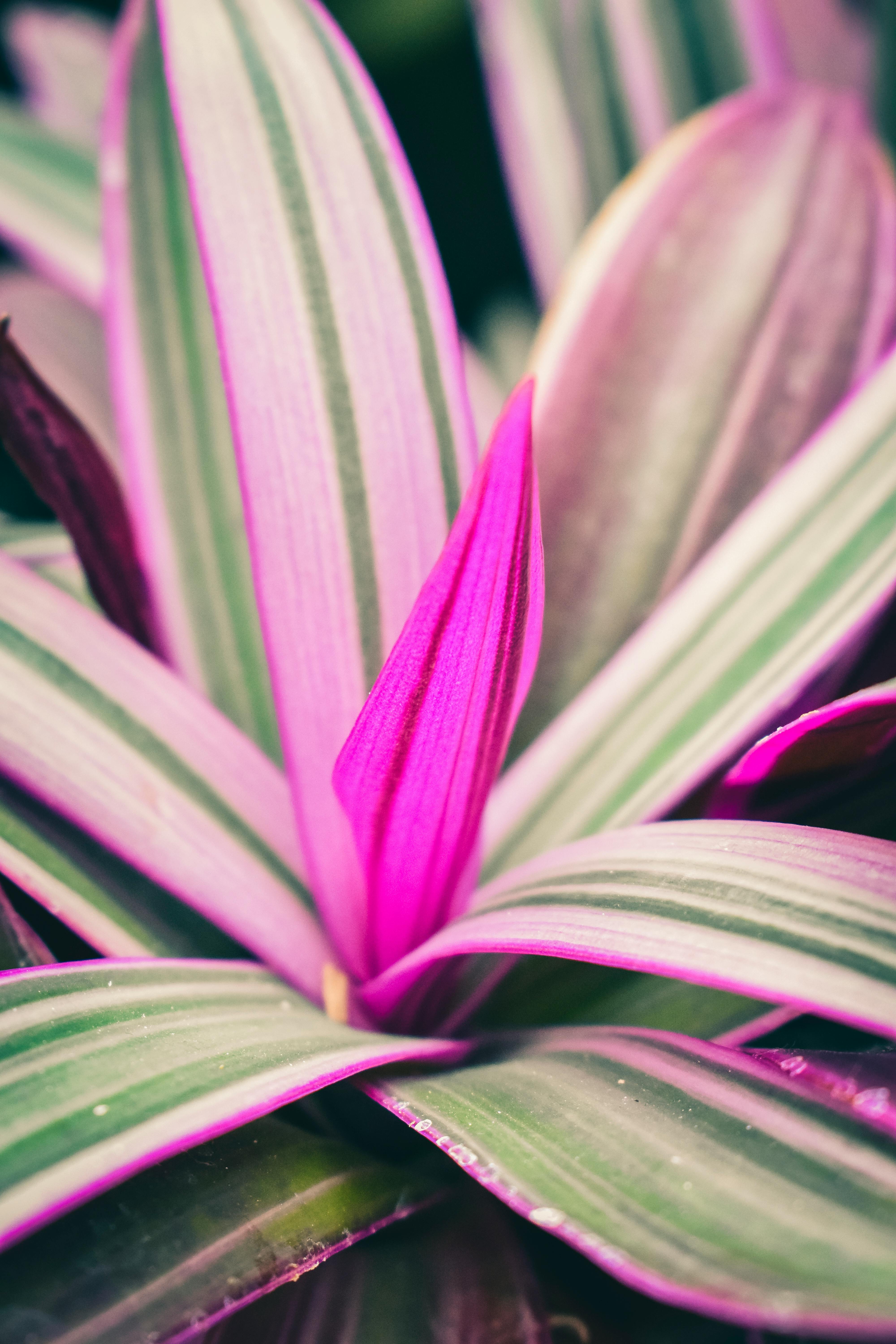 blossoming cordyline fruticosa green leaves with pink center