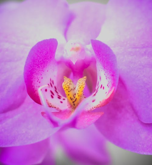 Lilac burgeon of Doritaenopsis blossoming flower