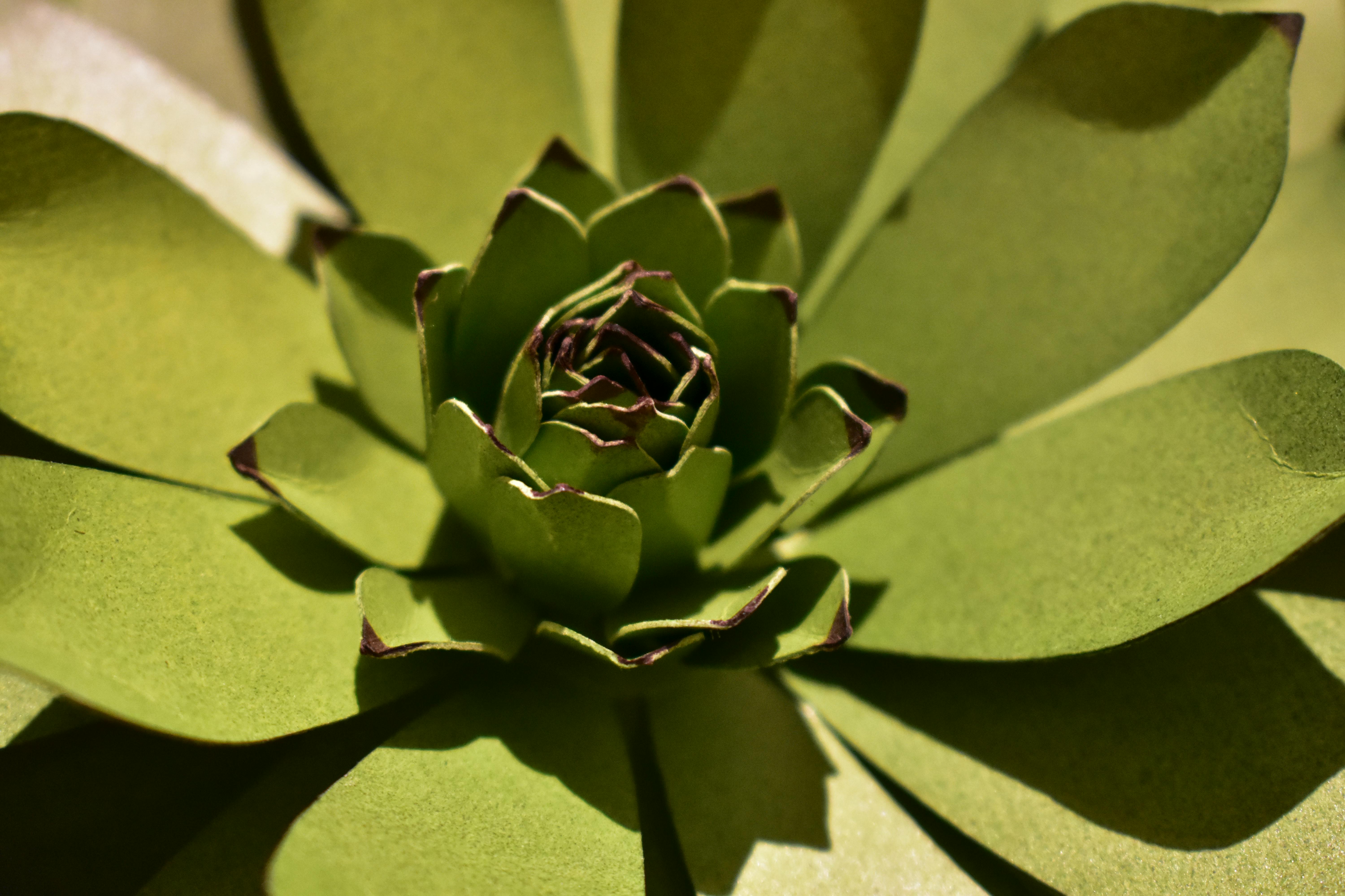 Close-up of realistic succulent textures showing hand-painted leaf tips - artificial succulent bouquet