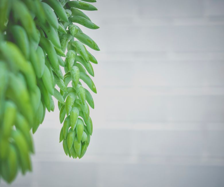 Sedum - low growing flowering perennials