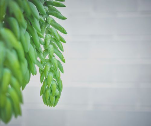 Free Elegant close-up of green sedum leaves with a soft focus background, perfect for nature themes. Stock Photo