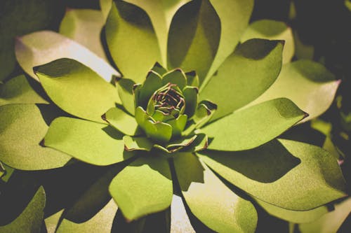 Close Up Photography of a Lotus Shaped Succulent Plant