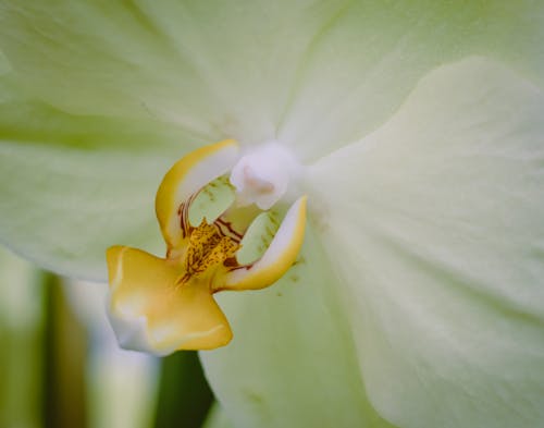 Základová fotografie zdarma na téma botanický, detail, květní tyčinka