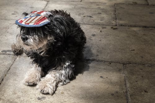 Δωρεάν στοκ φωτογραφιών με δρόμος, σκύλος