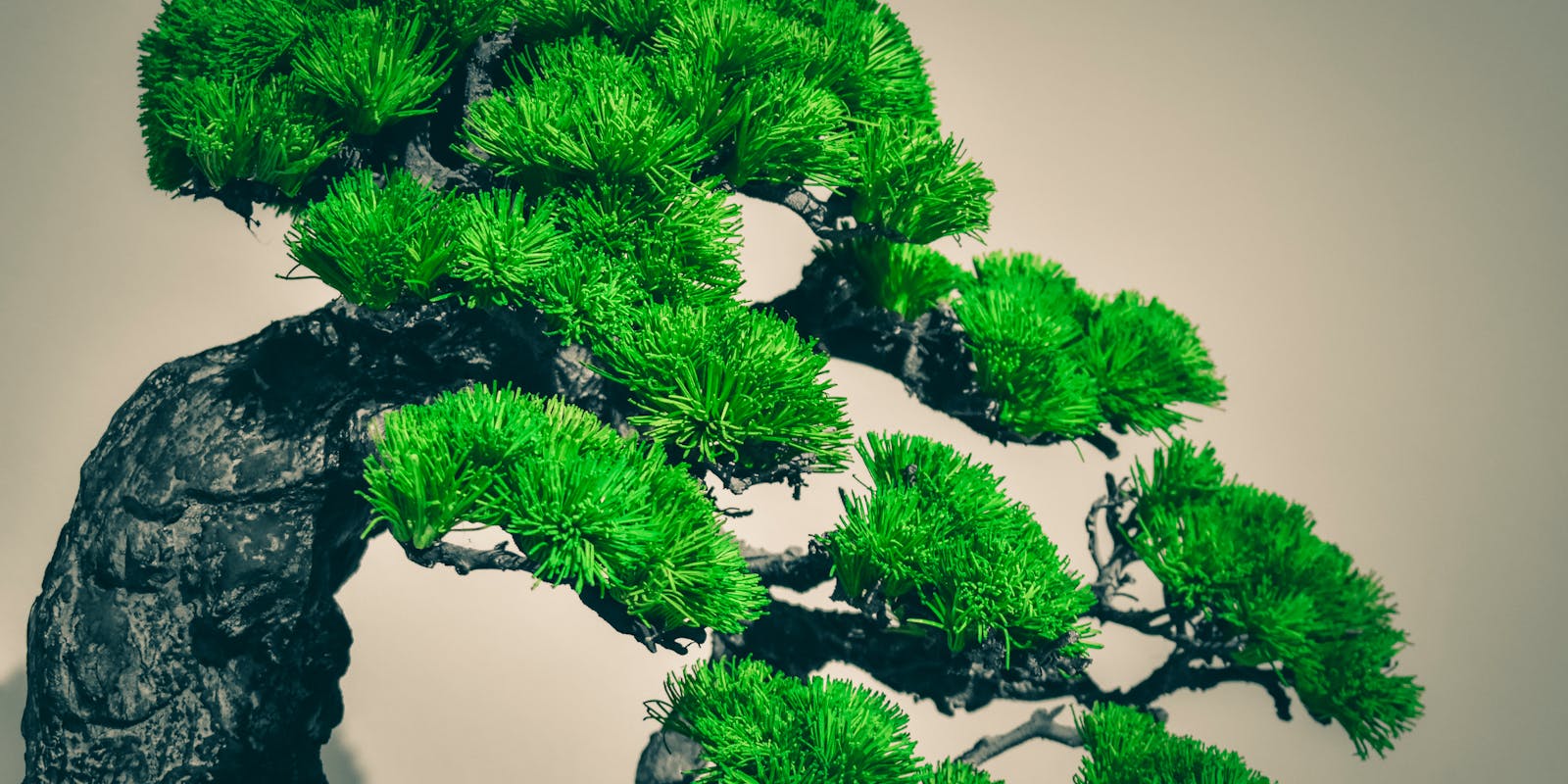 A close-up of a vibrant green bonsai tree indoors