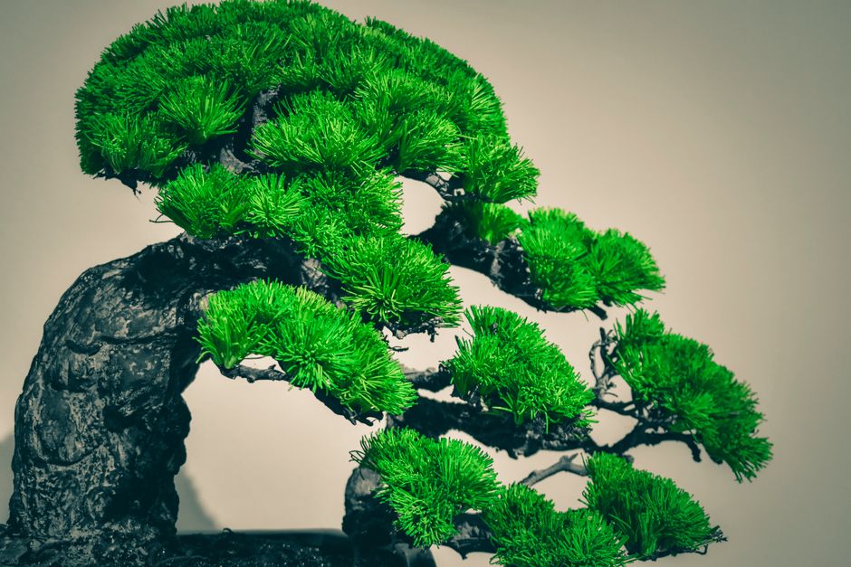 Bonsai