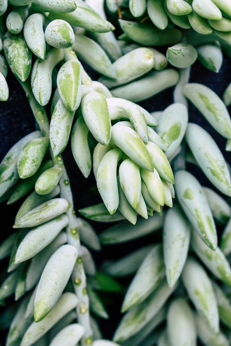 Close-up Of A Sedum Plant 