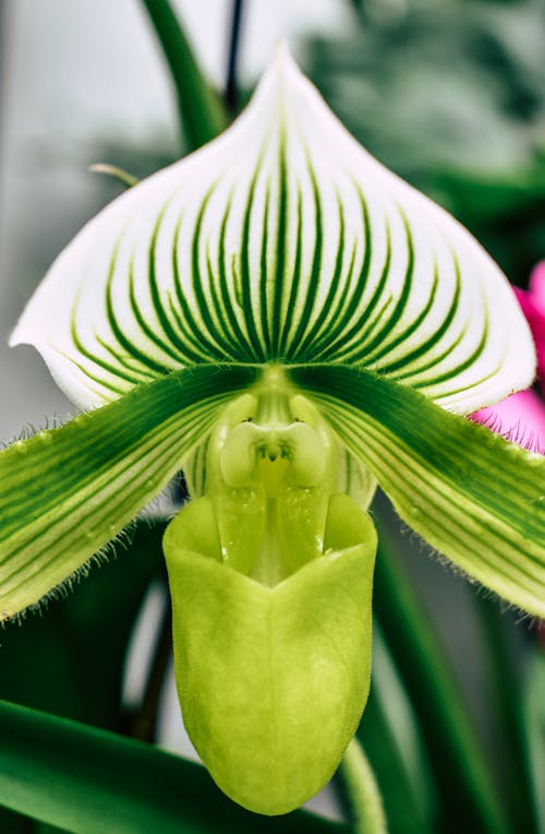 Close-up of a Venus Slipper Orchid