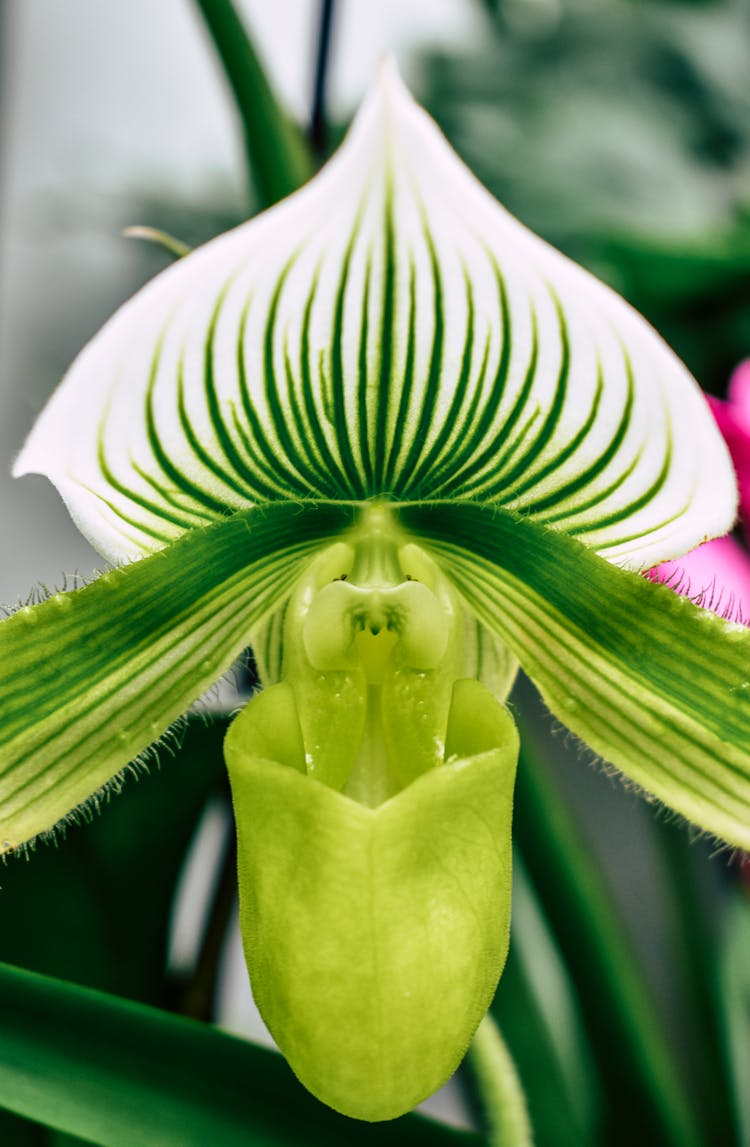 Close-up Of A Venus Slipper Orchid