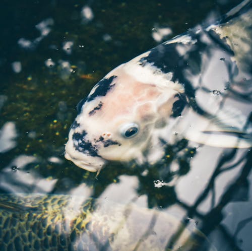 Free Close-Up Shot of a Koi Swimming on the Pond Stock Photo