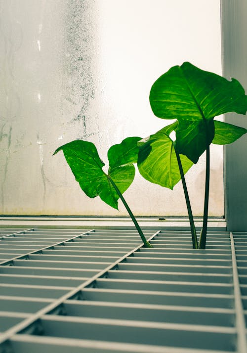 Foto profissional grátis de aumento, botânica, ecológico