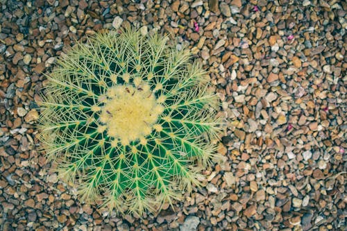 Close-Up Shot of a Cactus