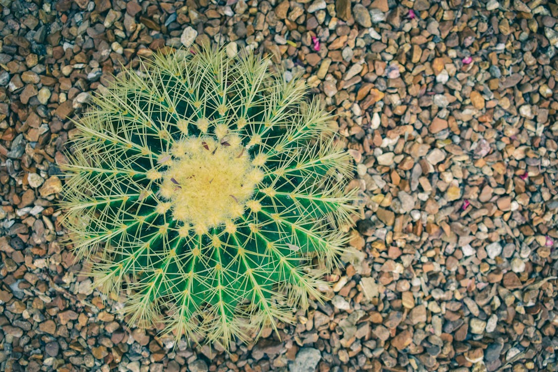 Close-Up Shot of a Cactus