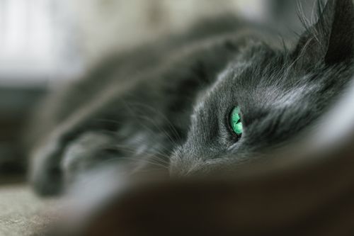 Free Intimate close-up photo of a gray cat's striking green eye, with a soft blurred background. Stock Photo
