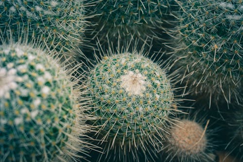 Close-Up Shot of Cactuses