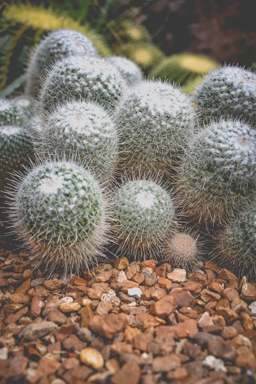 Close-Up Shot of Cactuses