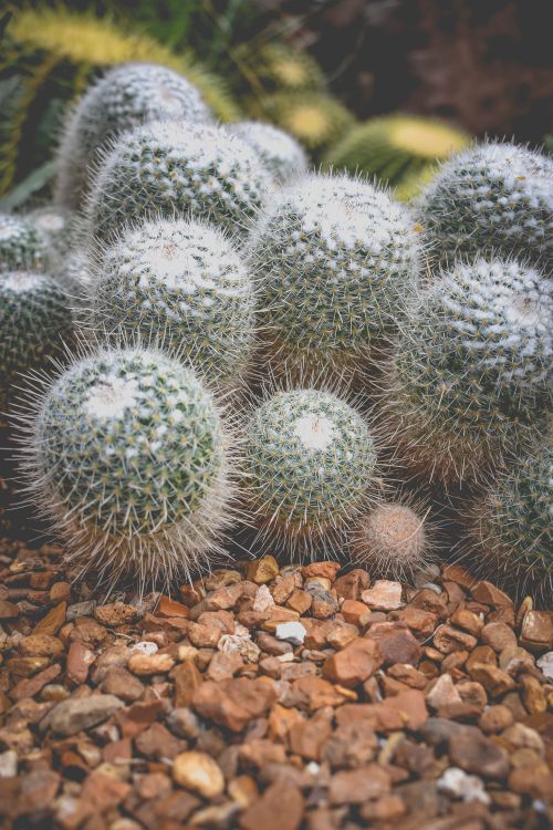 Free A detailed look at round cactuses with spines on a rocky surface, showcasing unique texture. Stock Photo