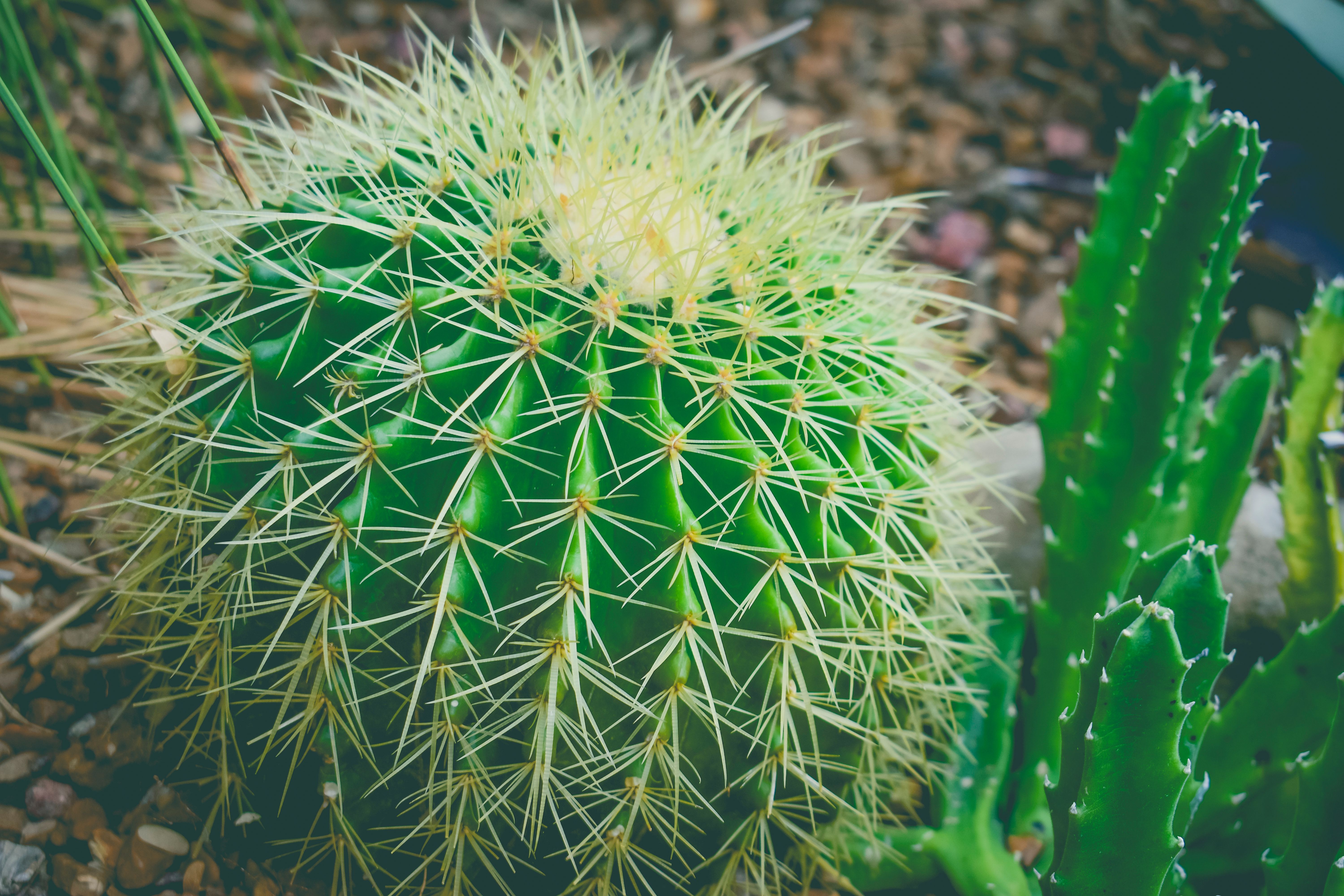Understanding the Climate and Hardiness Zones for Optimal Planting timing