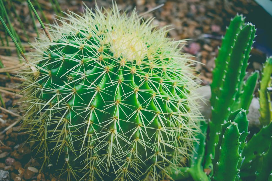 Understanding the Climate and Hardiness Zones for Optimal Planting timing